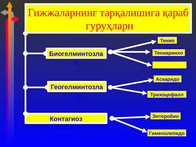 Гижжа касалликлари 4