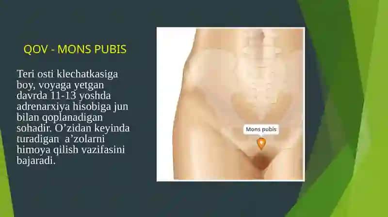 AYOLLAR JINSIY A'ZOLARI ANATOMIYASI 4