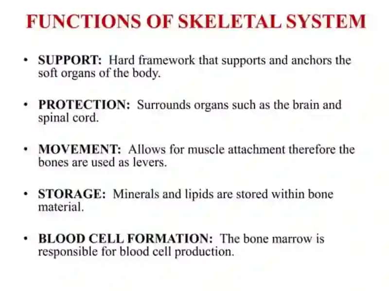 The skeletal system of a human being 4