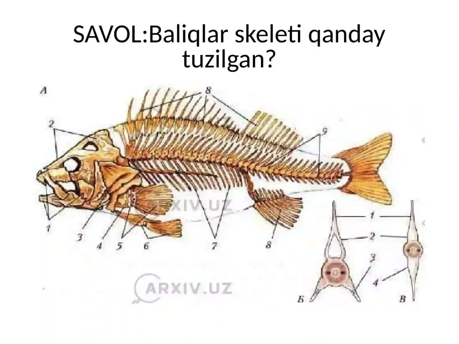 Baliqlarning ichki tuzilishi 4