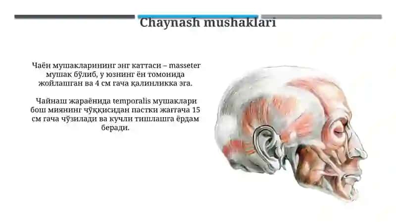 Anatomiya Bosh Sklet Muskullari 4