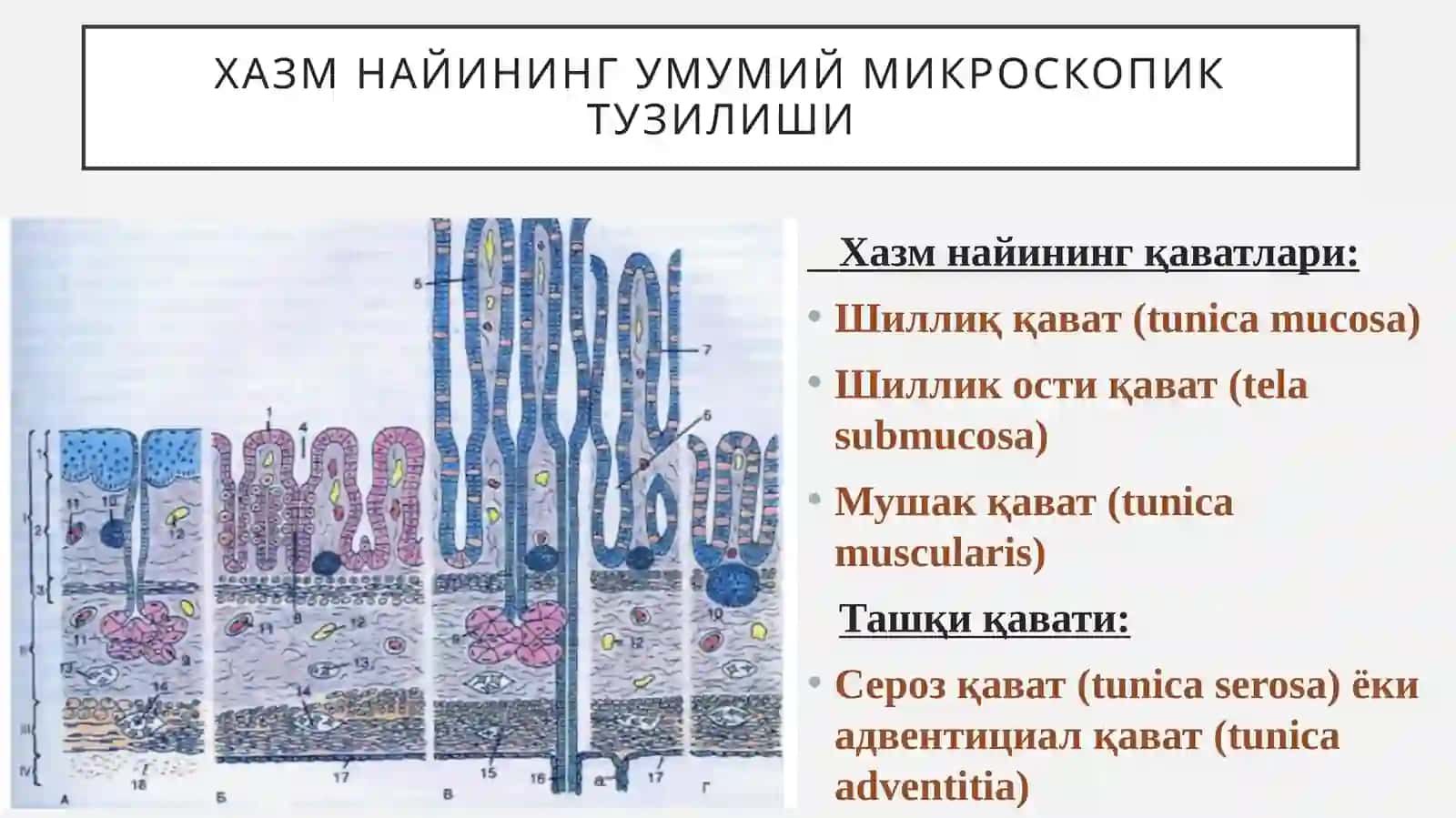 Хазмтизими:Юз-жағ ва оғиз бўшлиғи тараққиёти ва тузилиши 4