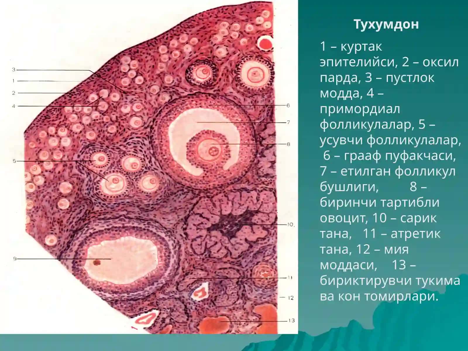 АЁЛЛАР ЖИНСИЙСИСТЕМАСИ 4