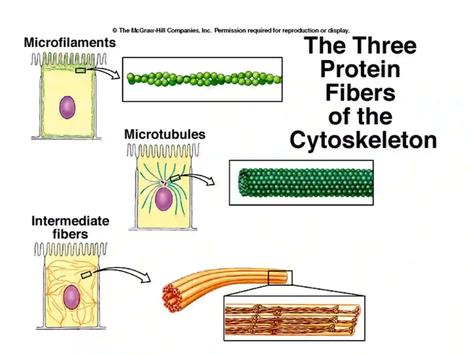 Cytoskeleton 4