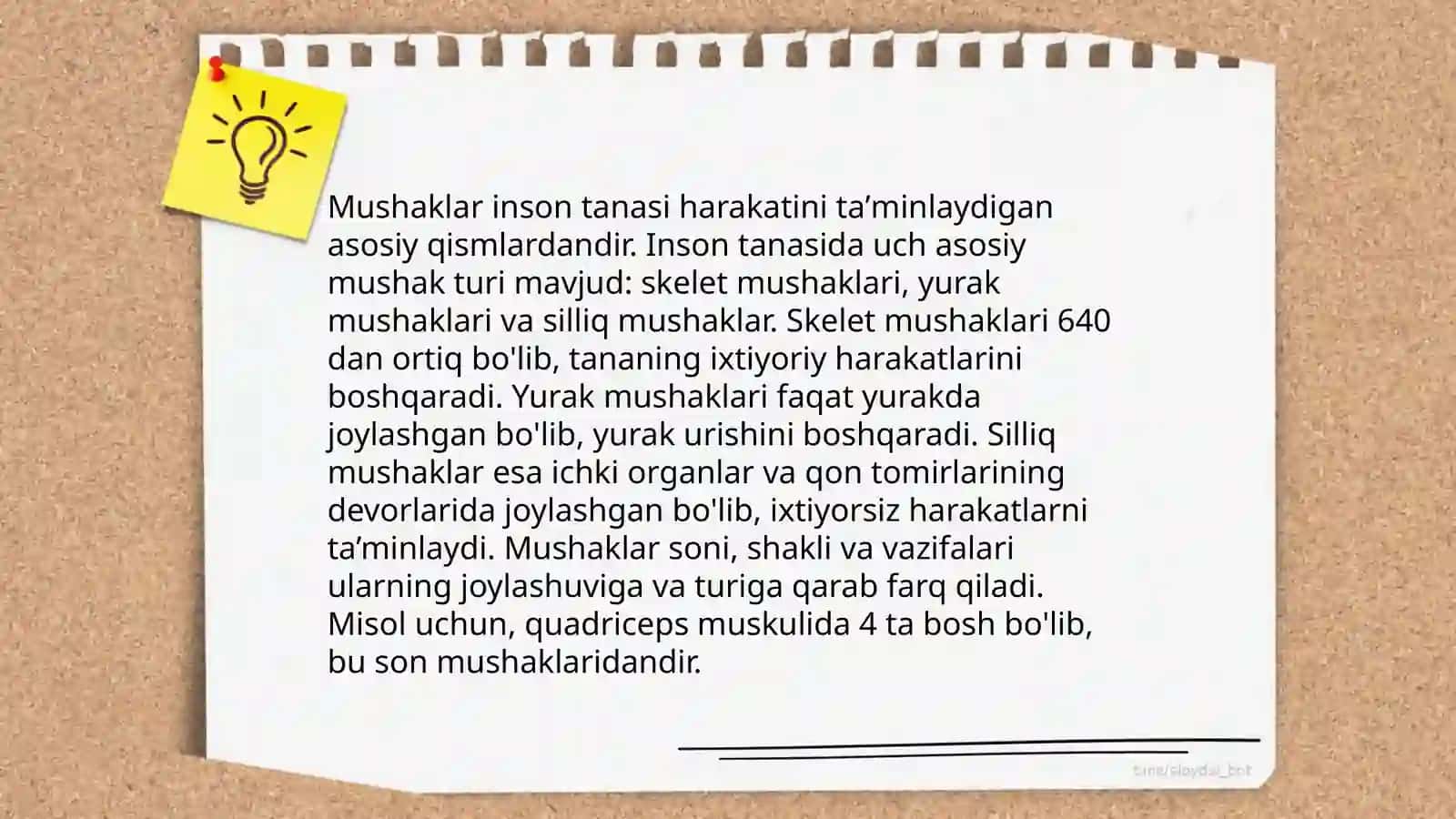 Muskullar 4