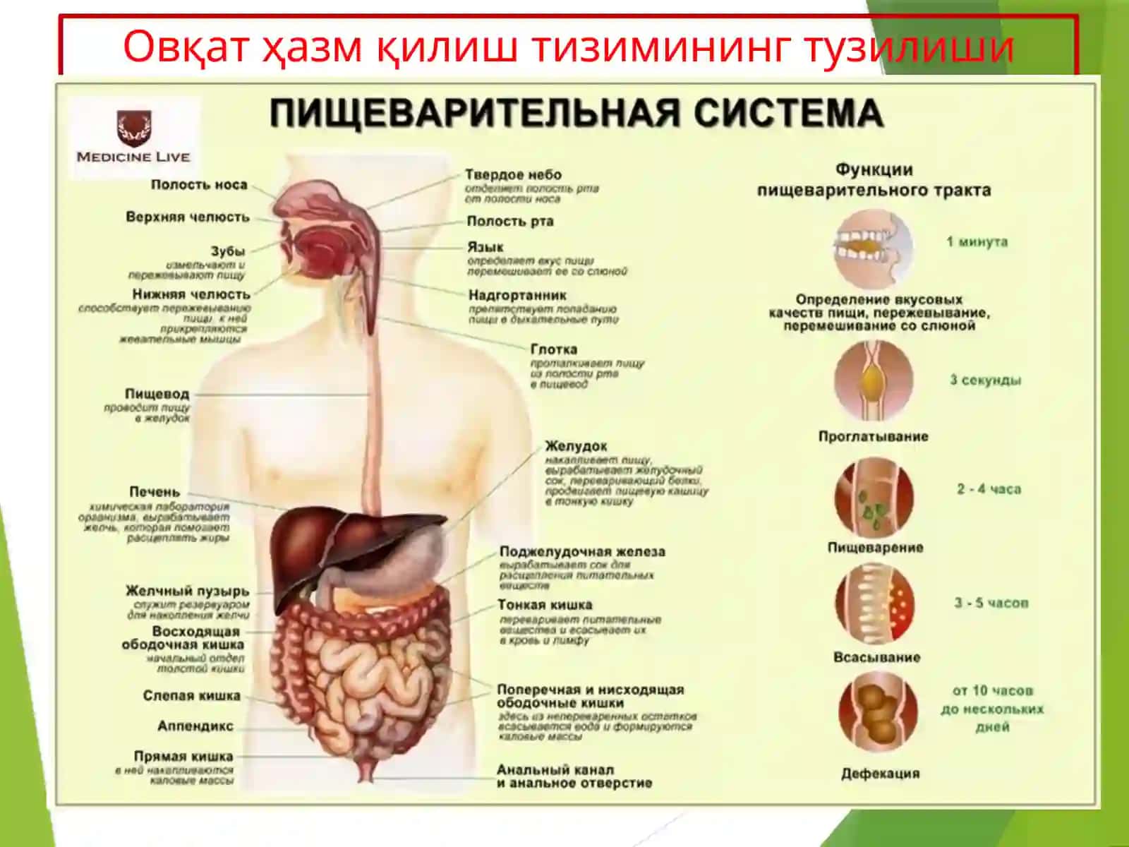 6. Овқат ҳазм қилиш тизими касалликлари билан оғриган беморларни кузатиш ва парвариш қилиш 4