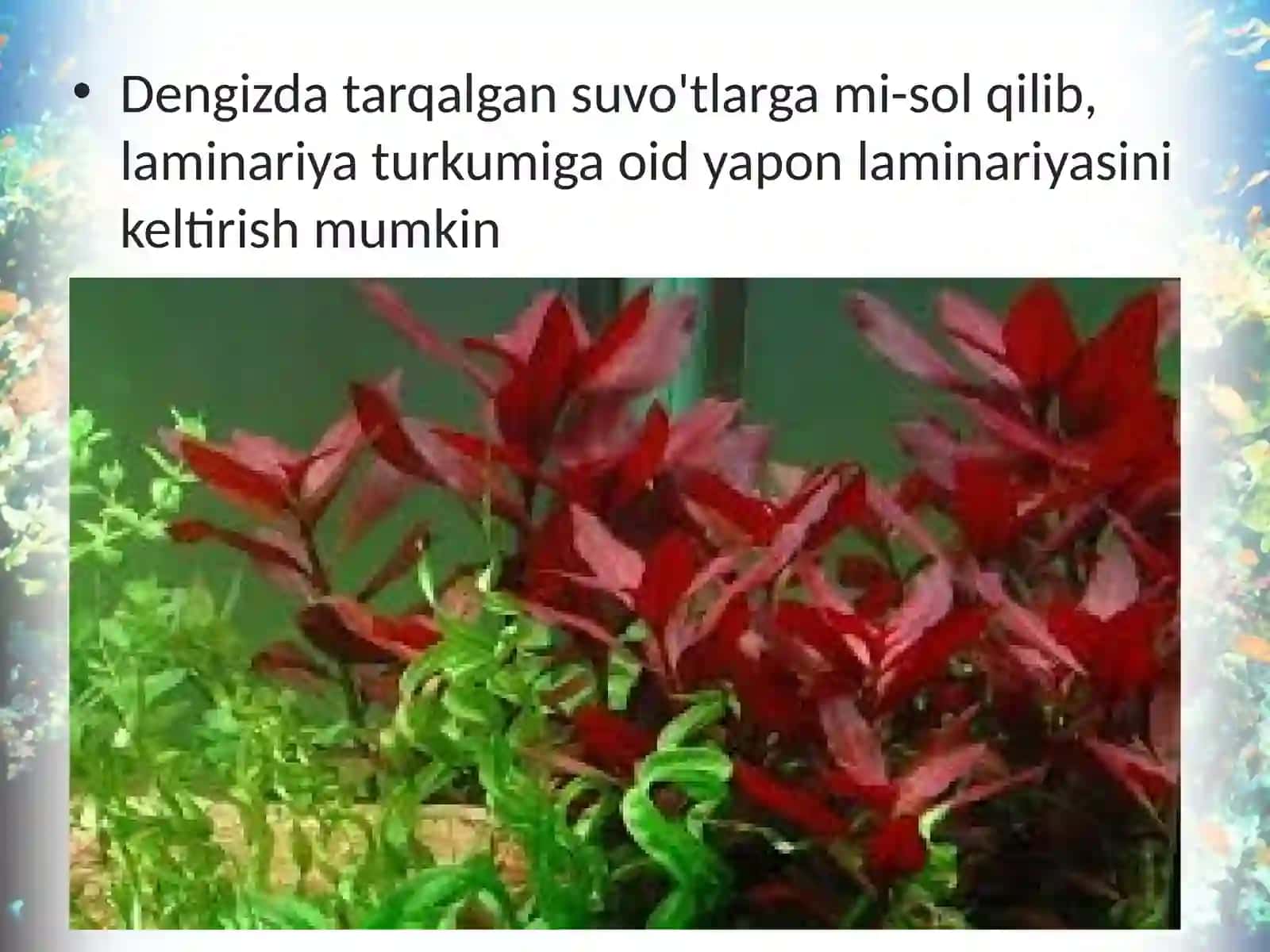 6-sinf Botanika dars ishlanma. Qo'ng'ir va qizil suvo'tlari 4