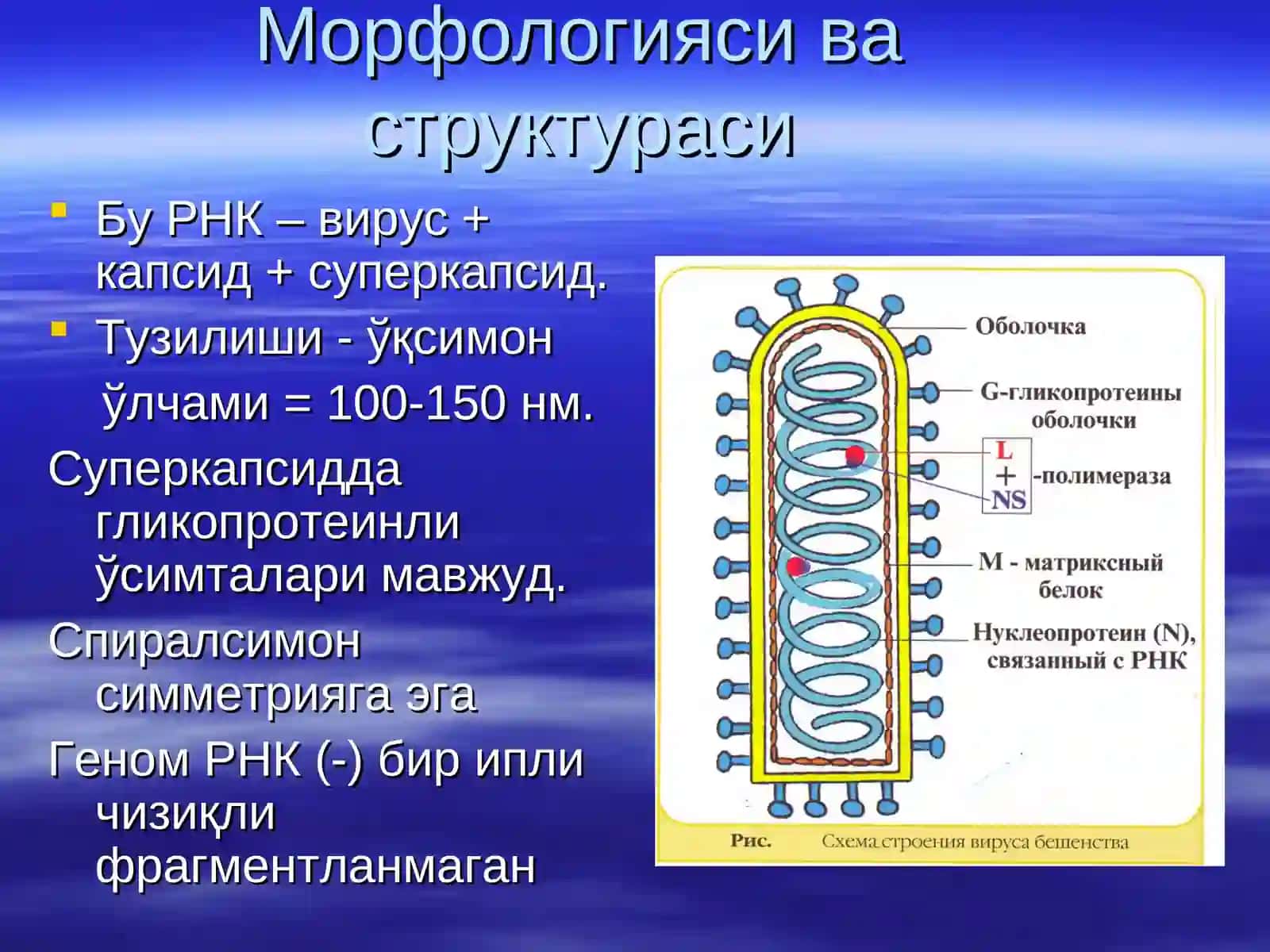 Рабдо ва пикорна вируслар 4