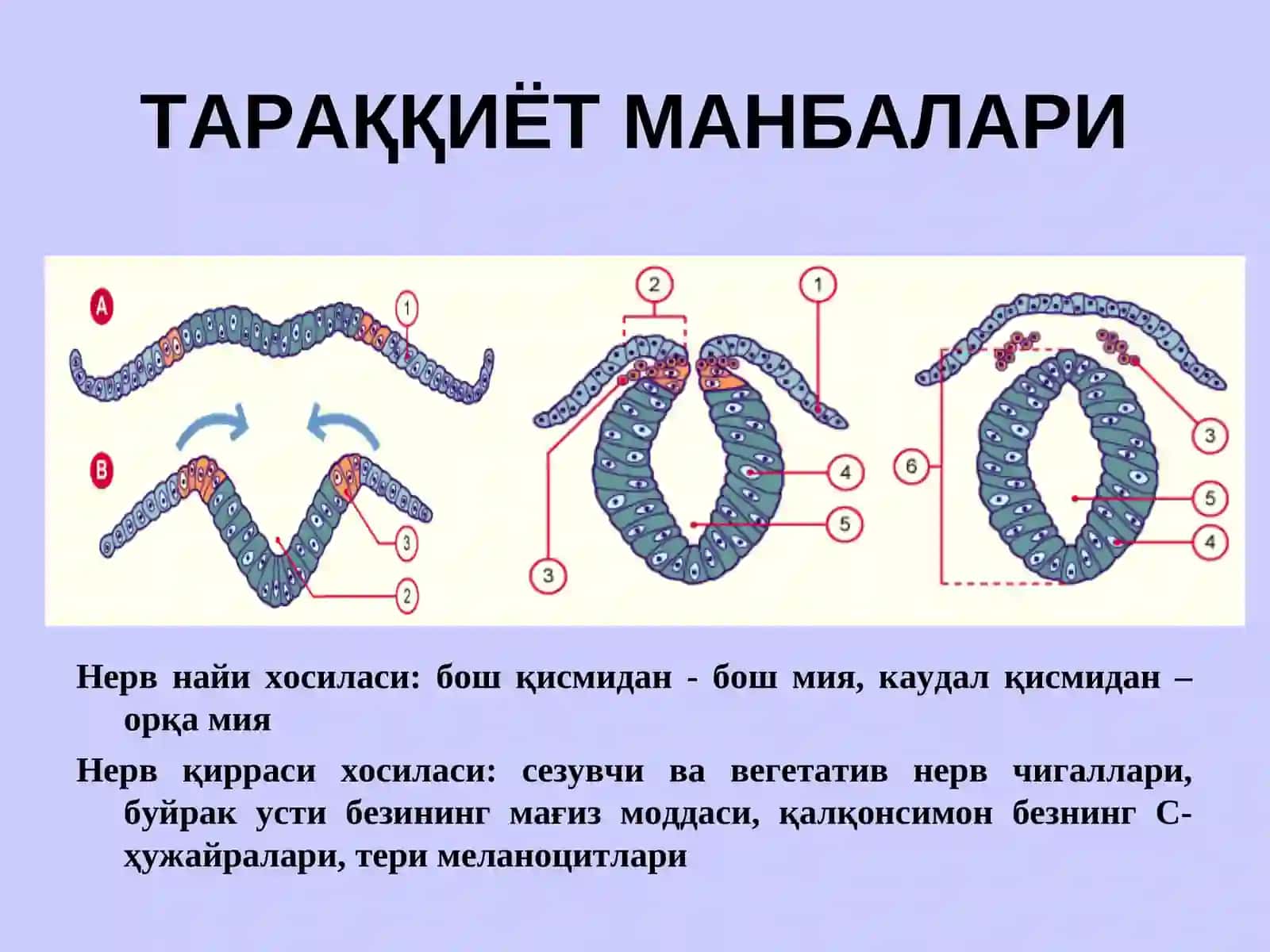 НЕРВ СИСТЕМАСИНИНГ АНАТОМИЯСИ 4