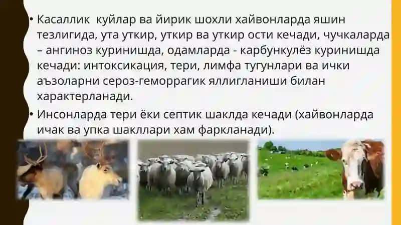 Куйдирги(сибиряраси) 4