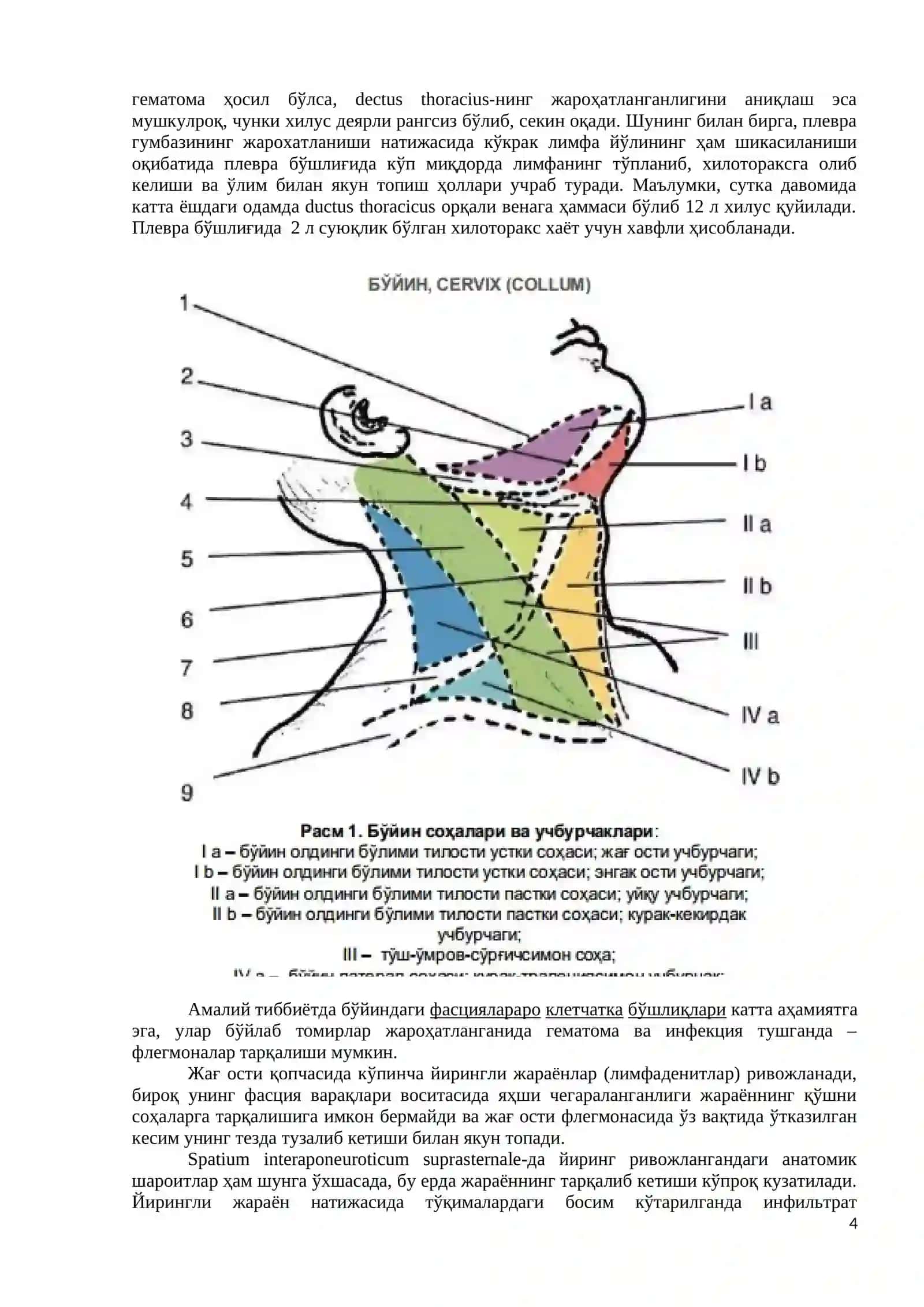 Бўйиннинг клиник анатомияси 4