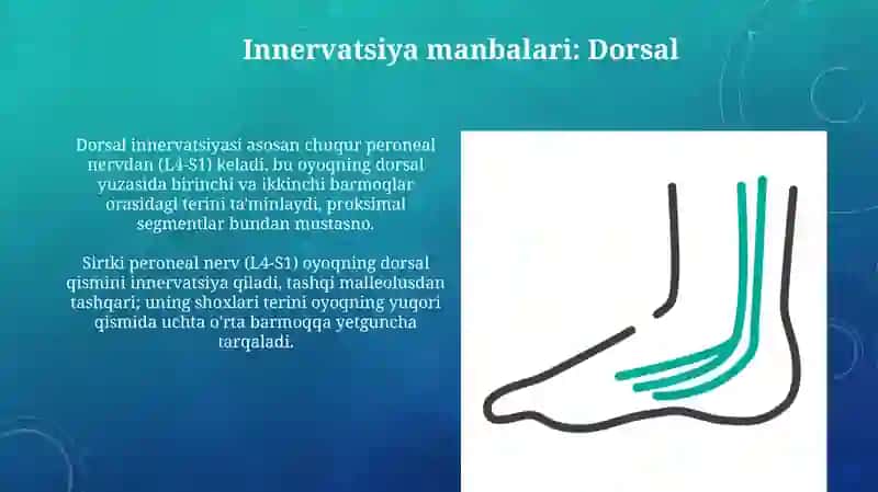 Oyoq terisini inervatsiyasi 4