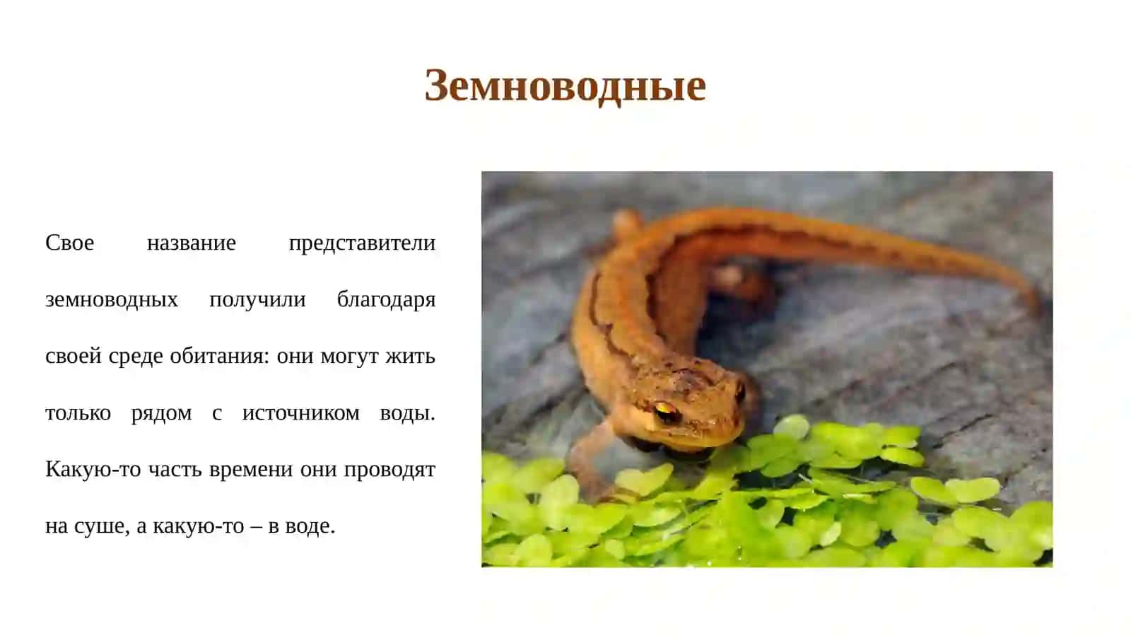 Разнообразие животных 4