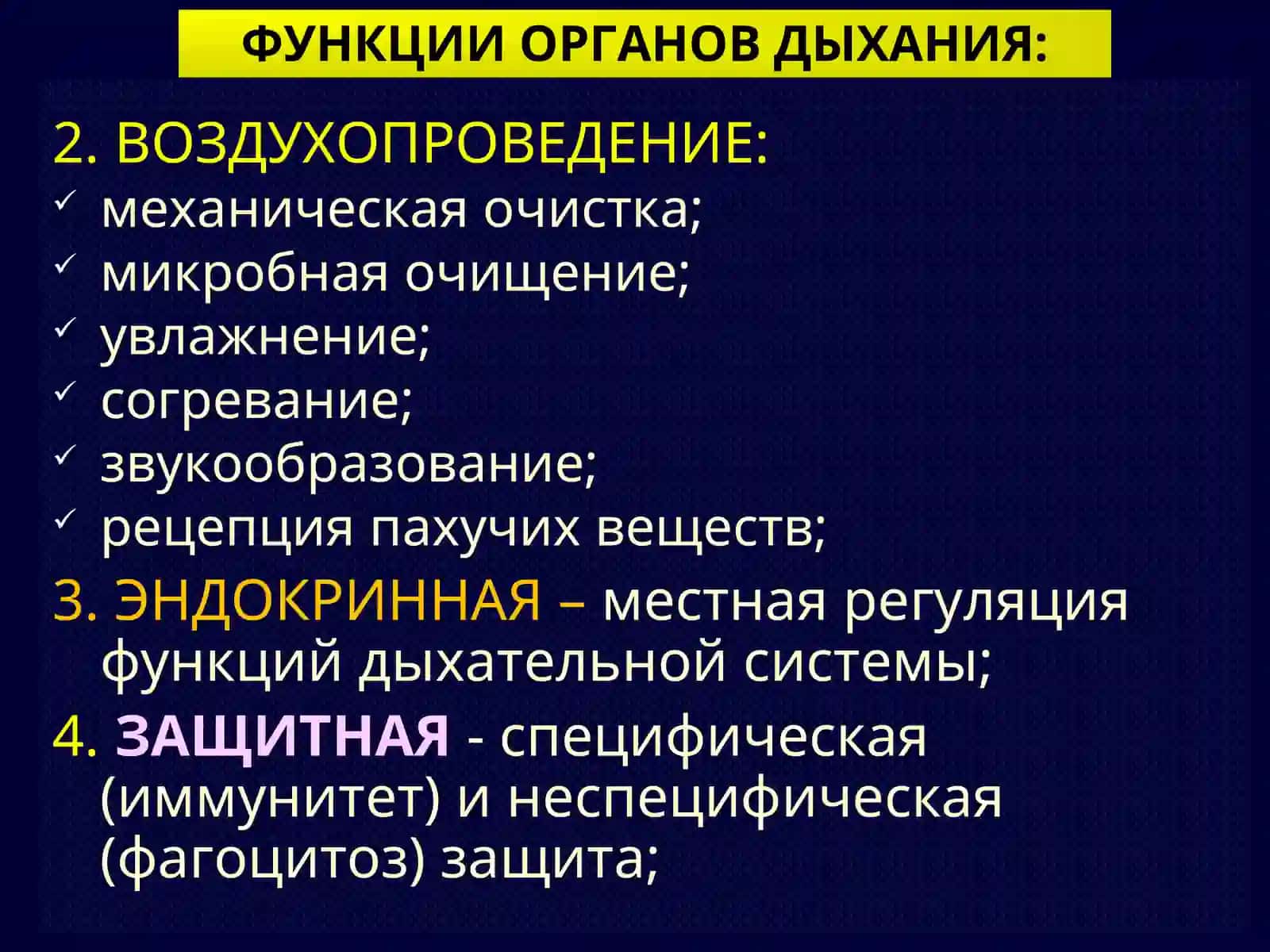 ГИСТОЛОГИЯ ДЫХАТЕЛЬНОЙ СИСТЕМЫ 4