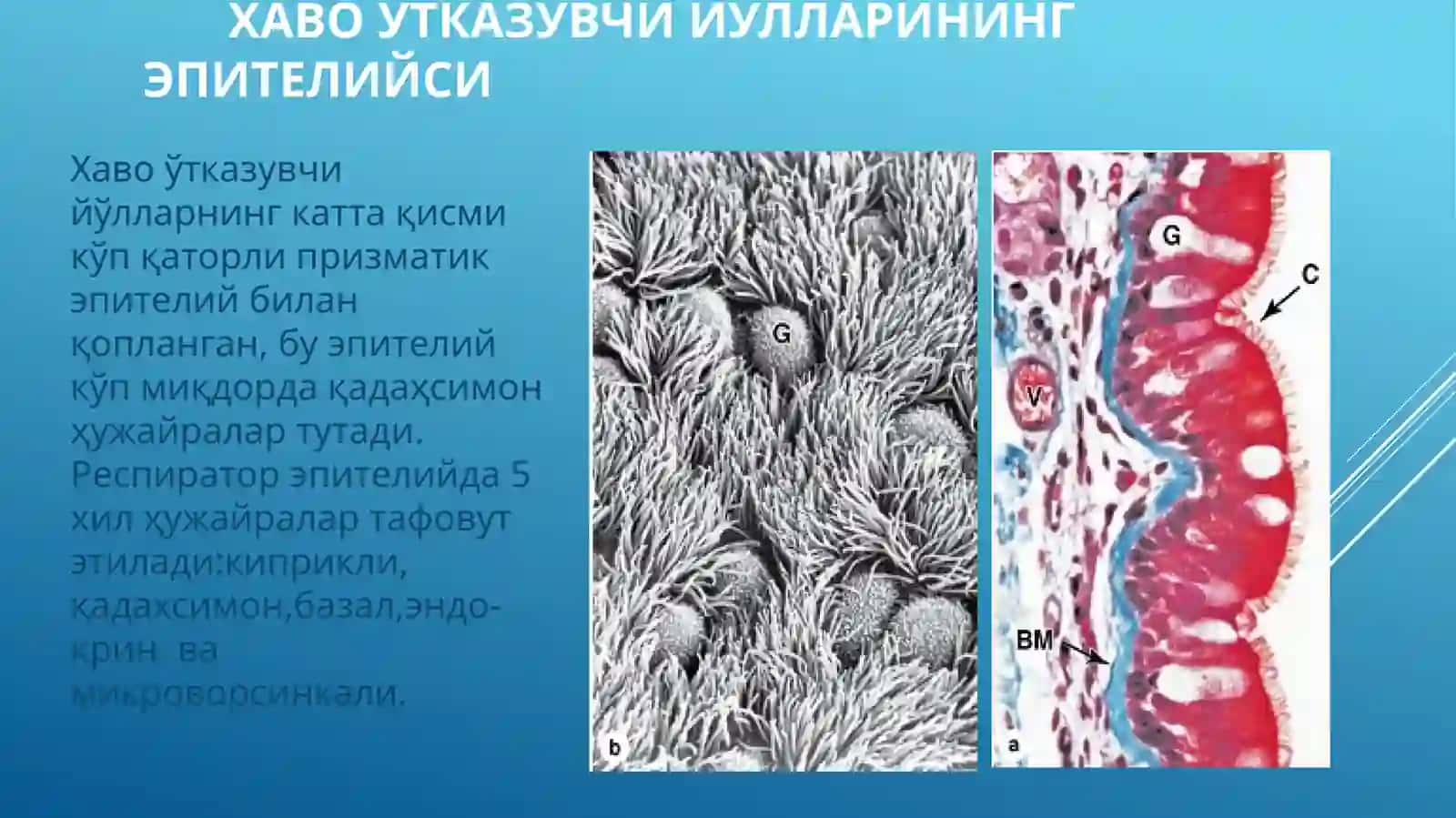 Нафасолиш тизими 4