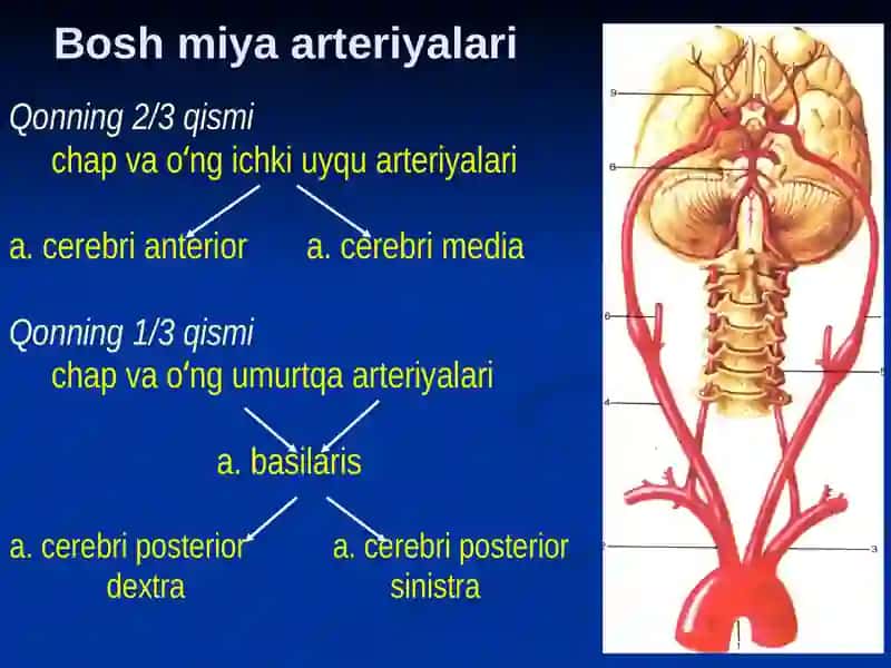 Bosh sohasi miya qismining klinik anatomiyasi 4