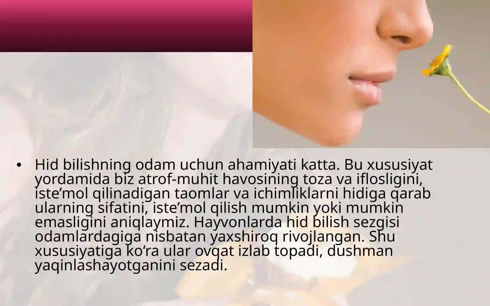 Tam bilish va hid bilish azolaring funksiyalar anatomiyasi 4