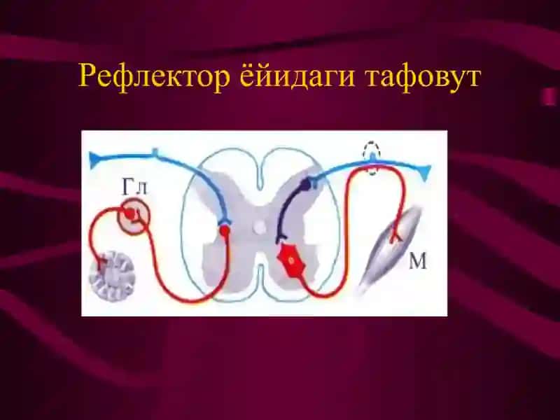 Vegetativ nerv tizimining faoliyatini o'rganish 4