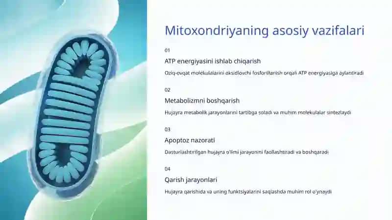 Mitoxondriya va energiya almashinuvi 4