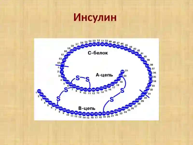 Гормоны периферических желез 4