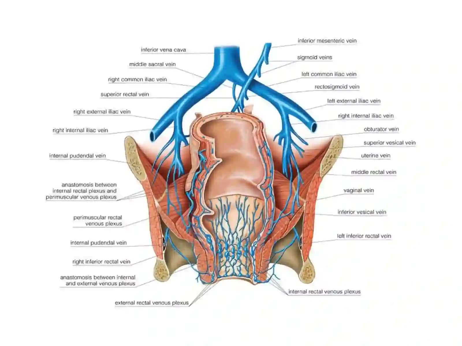 Vena cava inferior etPortaehepatis 4