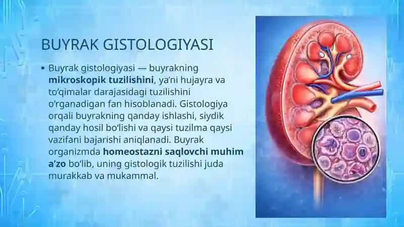 BUYRAK GISTOLOGIYASI 4