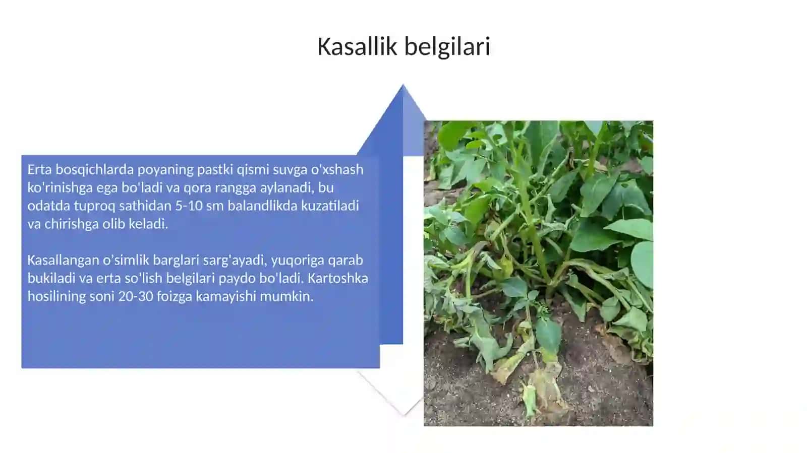 Kartoshkaning qora son kasalligi 4