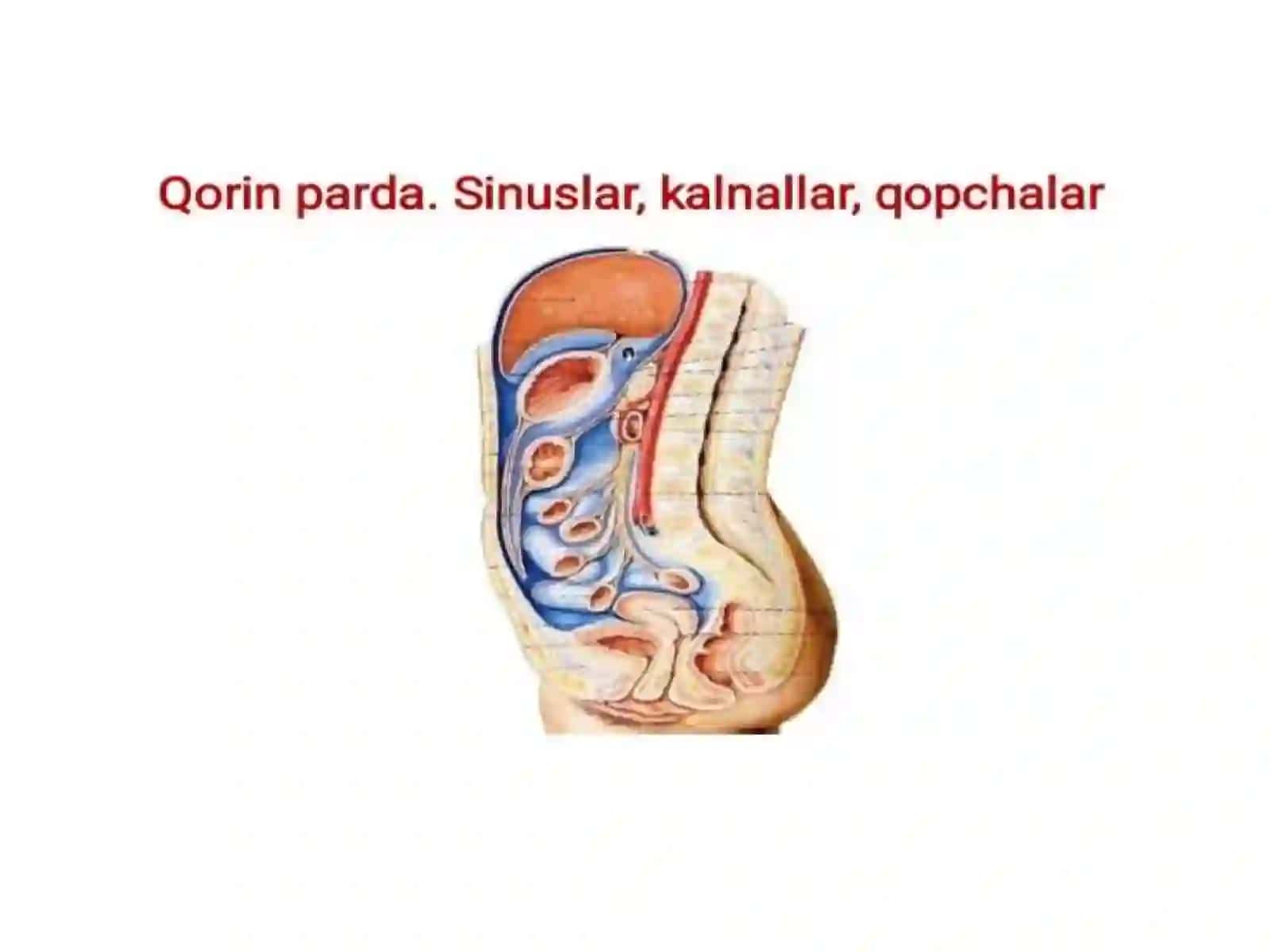 Anatomiya fanidan tayyorlangan mustaqil ishi 4
