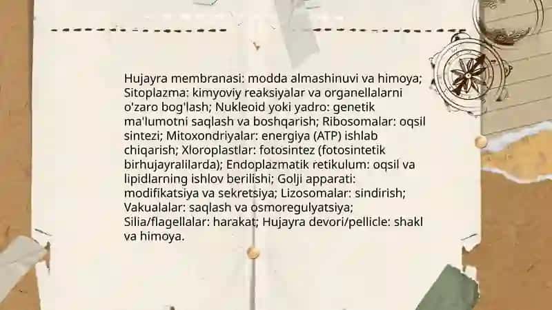 Bir hujayrali organizmlar 4
