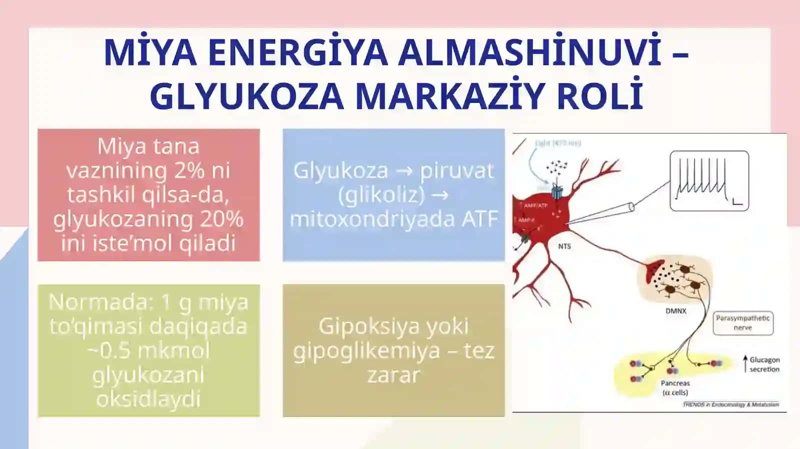 Nerv tizimibiokimyosi. Ko‘ruv. Miya metabolizmi 4