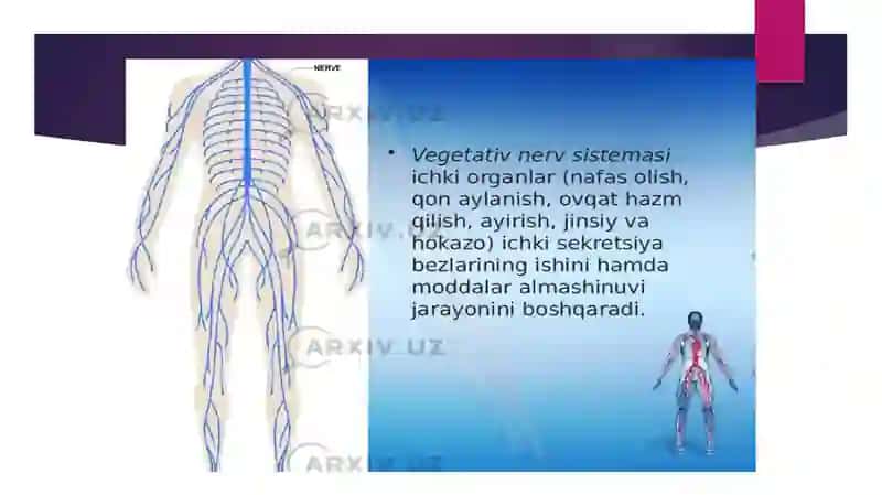 Vegetativ nerv sistemasi 4