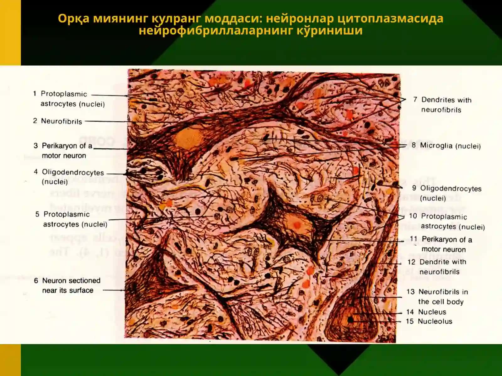 Нерв тўқимаси 4