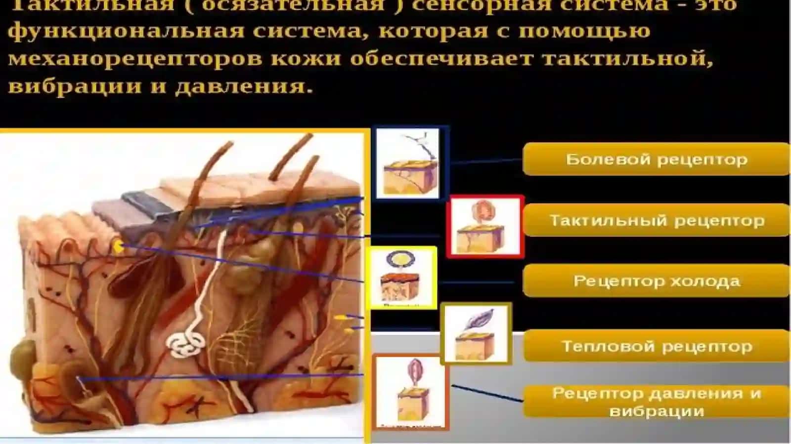 Тактильная сенсорная система 4