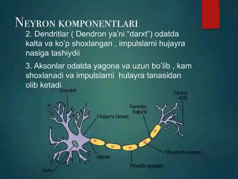 Neyronlarning tzulishi va funksiyasi 4
