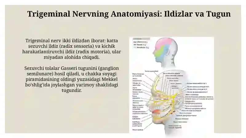 Trigeminal Nervning O'ziga Xosligi 4