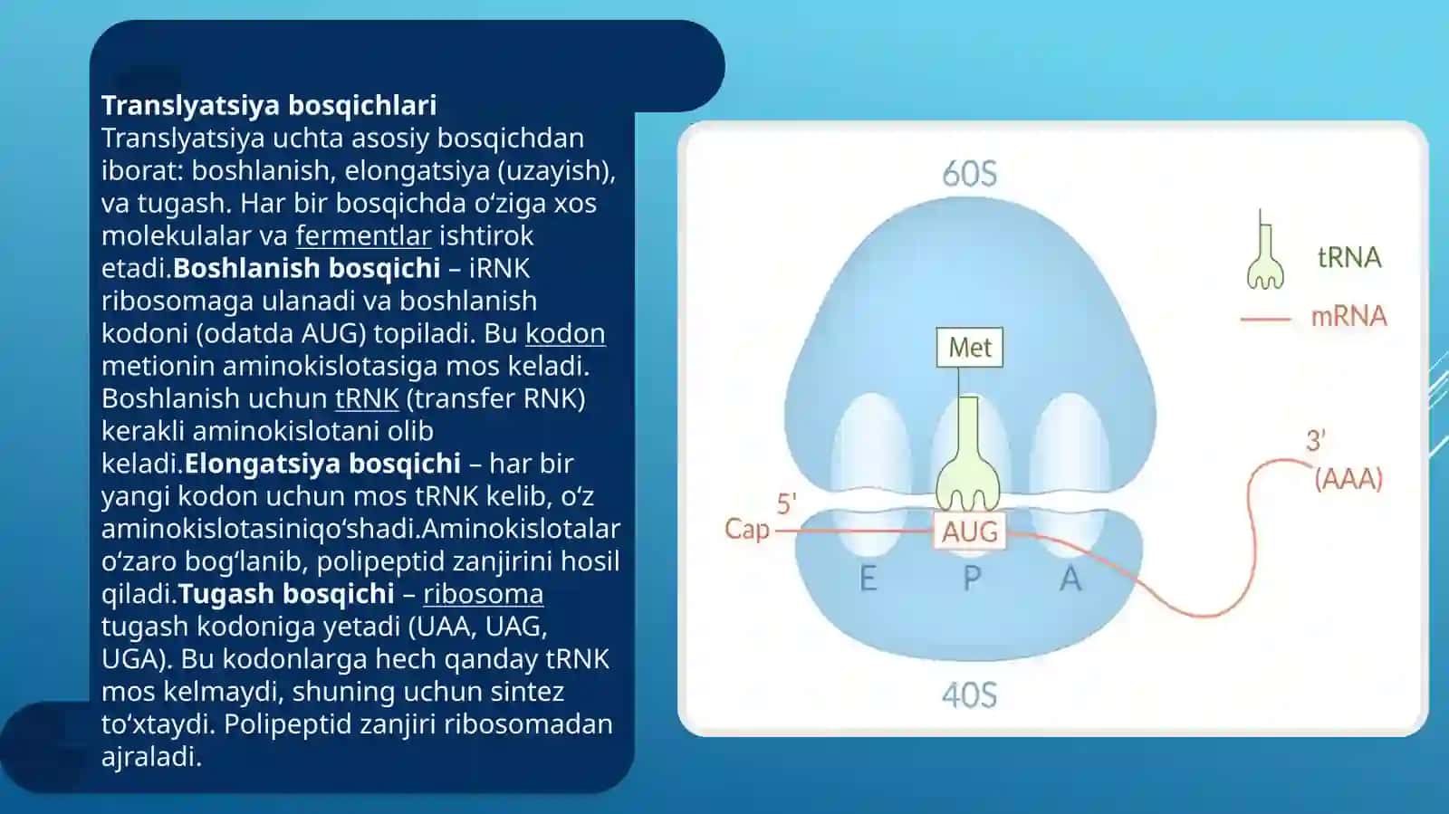 translatsiya va translatsiya jarayoni 4