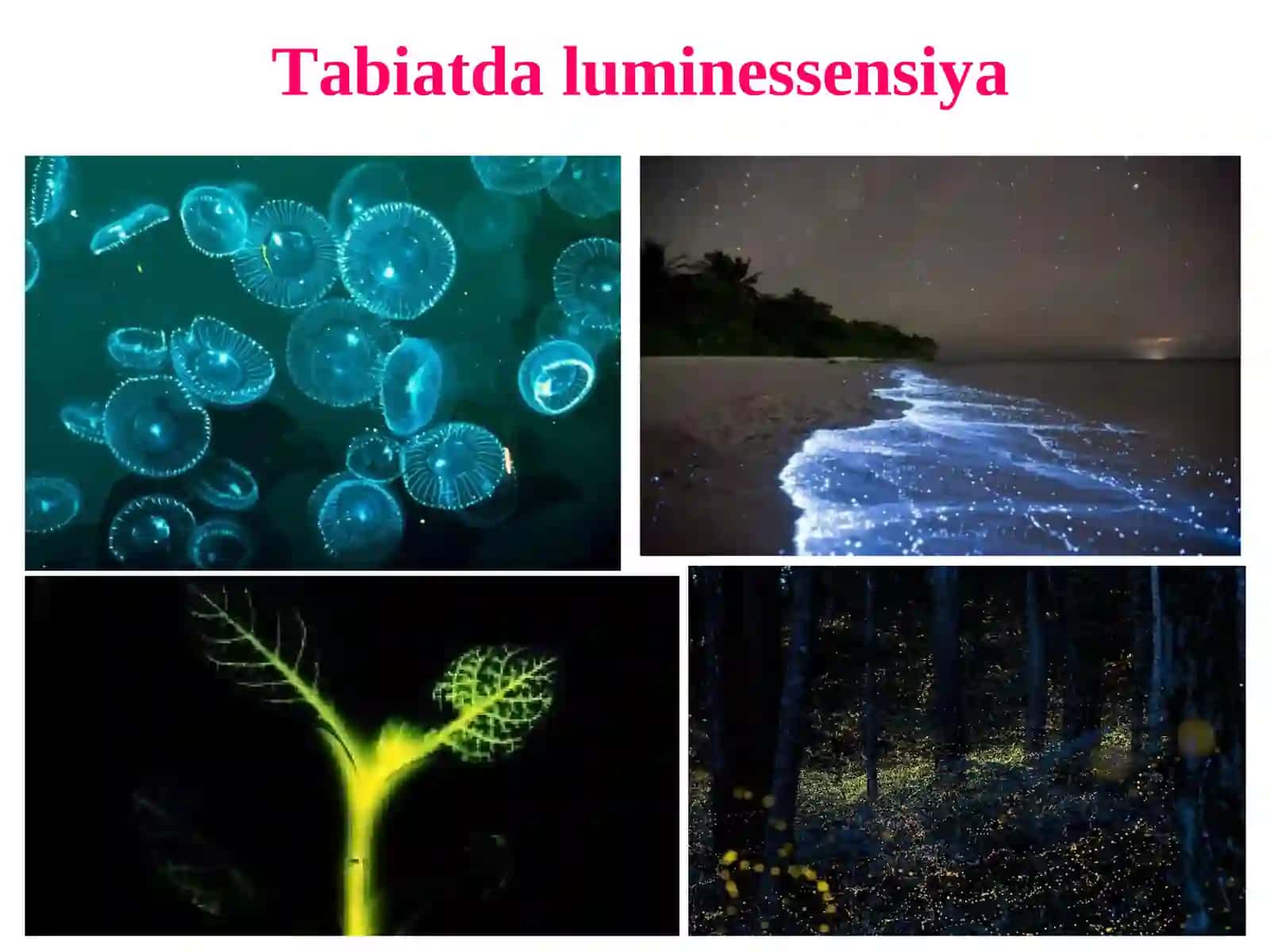 MOLEKULYAR LYUMINESSENSIYA 4