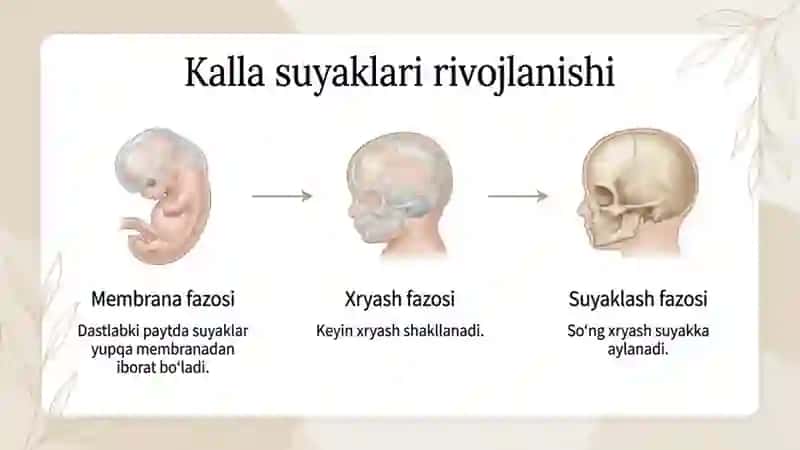 Kalla suyagining filogenezi va ontogenezi 4