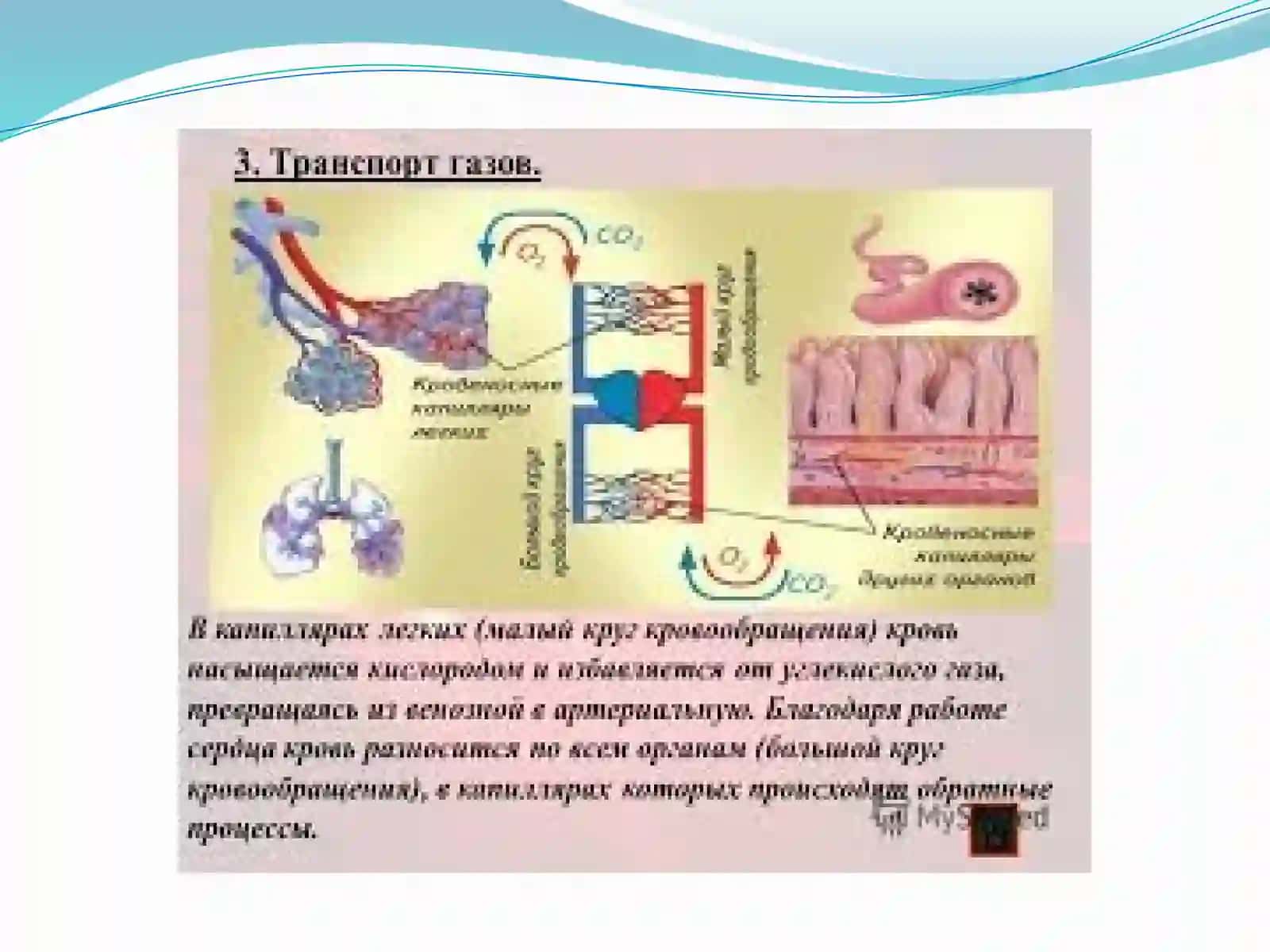 Qonning kislorod va karbonangidrid tashishi 4