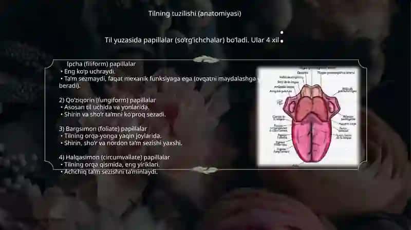 Ta’m bilish a’zolarining funksional anatomiyasi 4