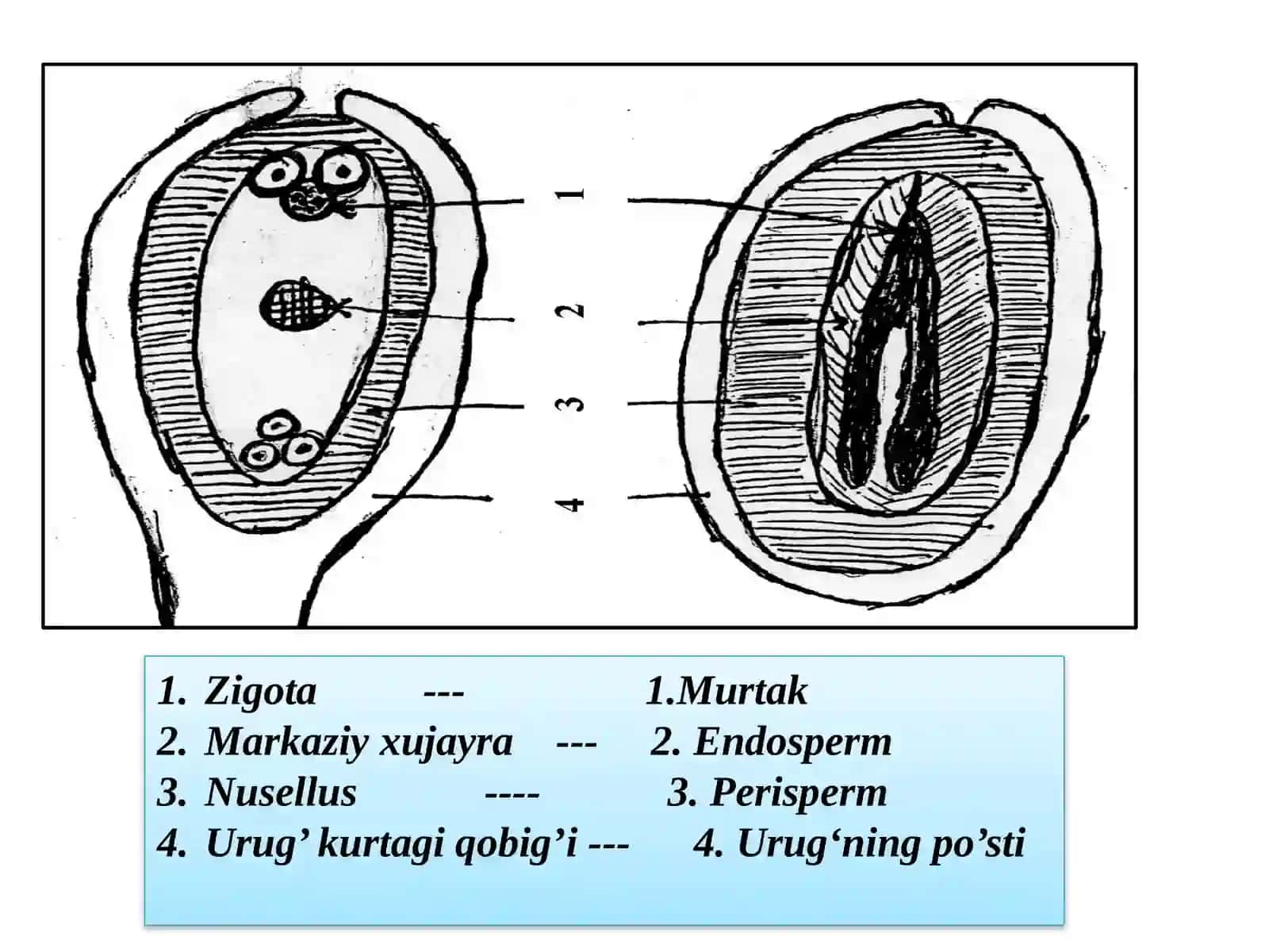 URUG‘, MEVATUZILIShIVA TIPLARI 4