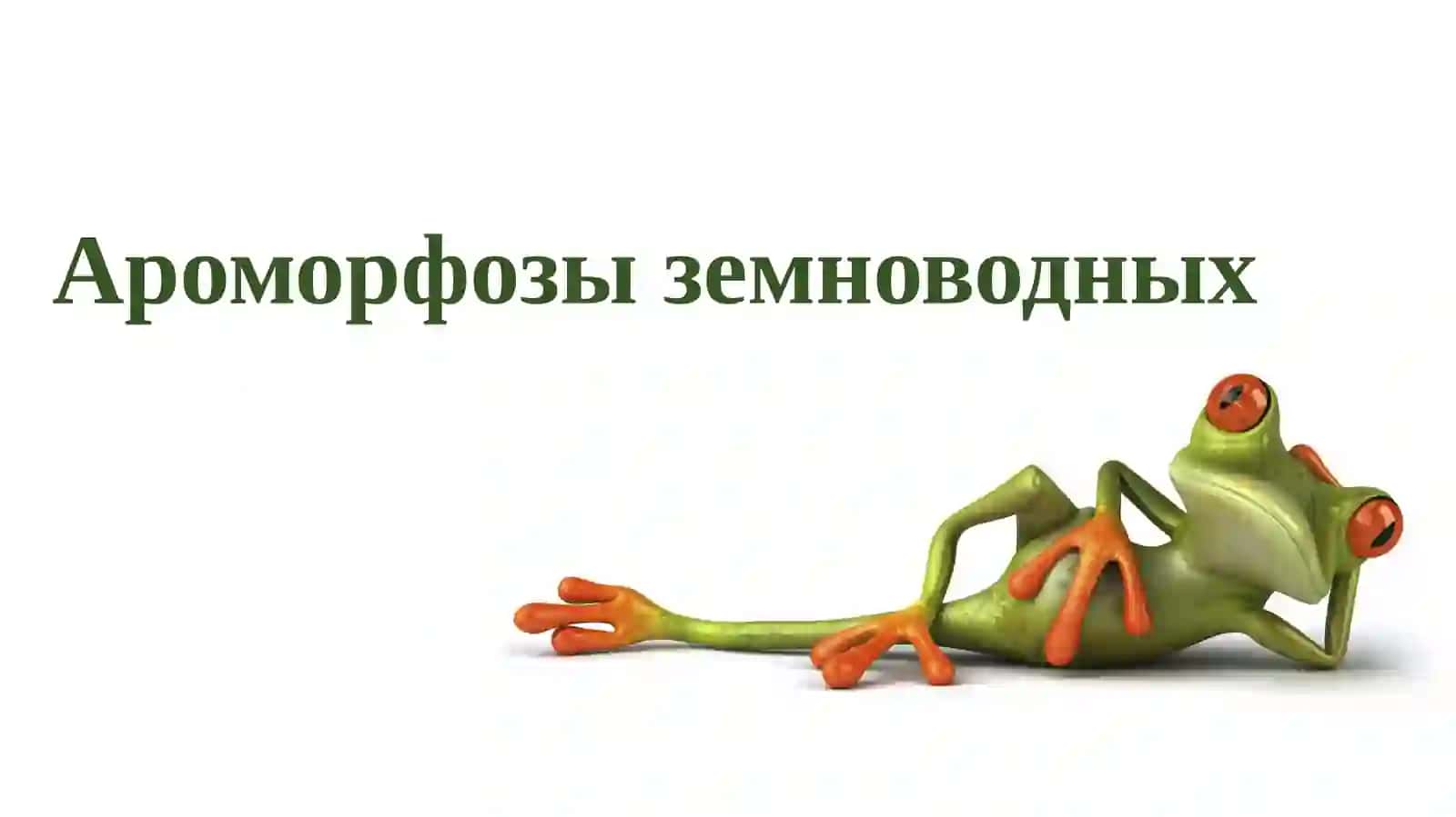 Класс земноводные 4