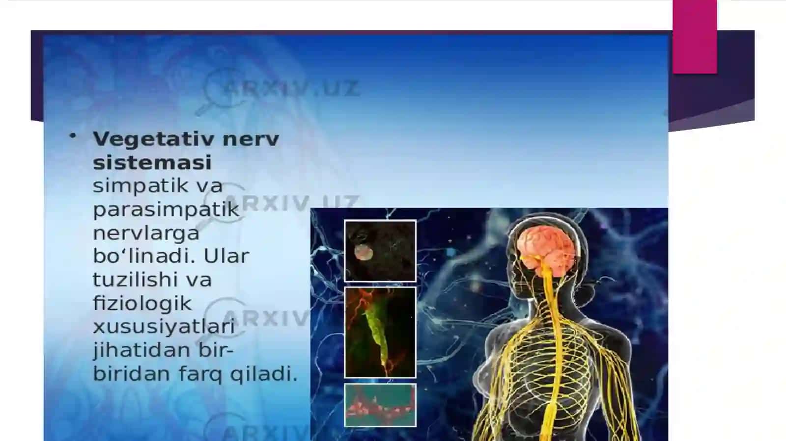 VEGETATIV NERV SISTEMASI 4
