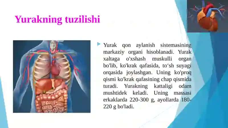 Qonaylanishning ahamiyati, yurakning tuzilishi 4