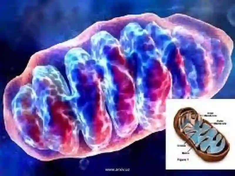 Mitoxodriya va Plastidalarning avtonomligi 4