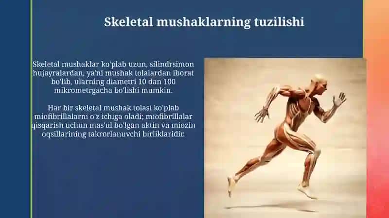 Skeletal mushaklar: Umumiy ko'rinish 4