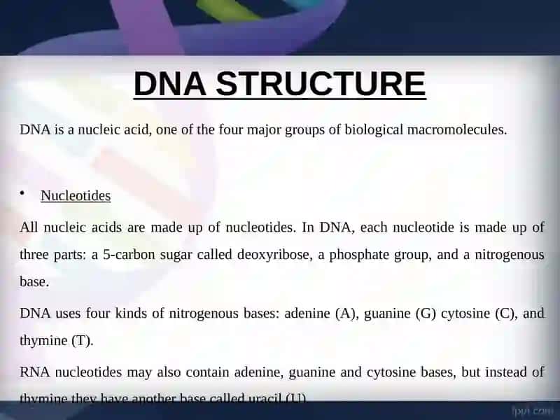 DNA Structure 4