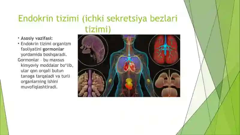 Qon Aylanish Sistemasi 4