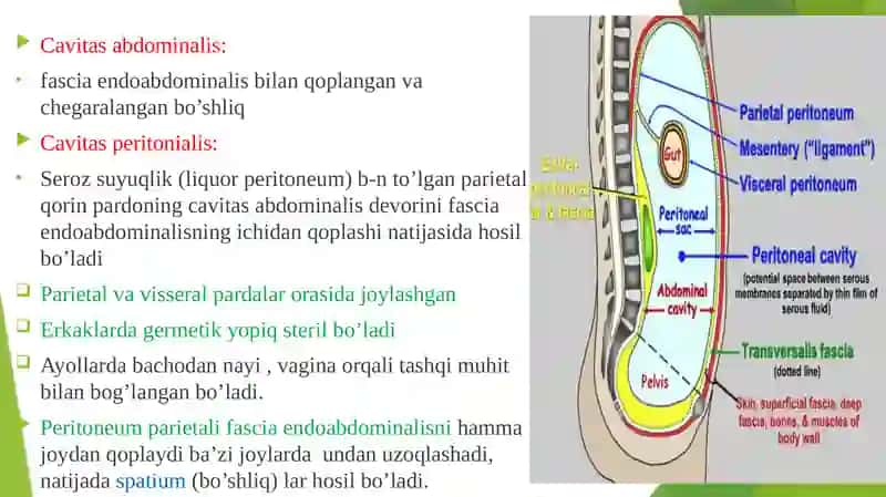 Qorinparda(peritoneum) 4
