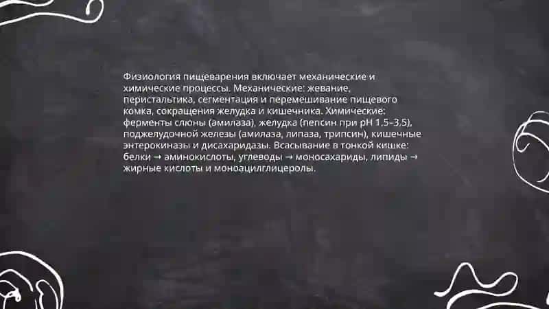 Пишеварителная система 4
